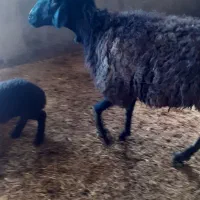 میش|حیوانات مزرعه|صفادشت, |دیوار