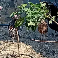 فروش بوقلمون ماده ونر ماده تخم گذار|حیوانات مزرعه|دهدشت, |دیوار