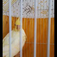 حوجه‌عروس‌لوتینو۲ماهه‌دون‌خورقیمت‌مقطوع
