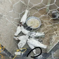 سلام دوستان اگه کسی این کفتر گرفته ازش