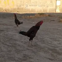 جوجه لاری و تخم نطفه دار لاری