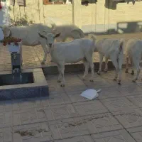 بزسانن خالص دورگ|حیوانات مزرعه|درمیان, |دیوار