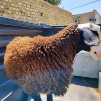 ذبح گوسفند در پارس اباد و حومه