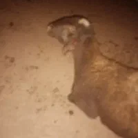 سگ وگله