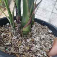 برگ انجیری|گل و گیاه طبیعی|بندر انزلی, کوی واحدی|دیوار