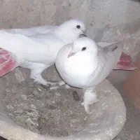 کبوتر|پرنده|تبریز, |دیوار