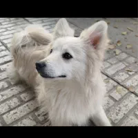 سگ پامرامین