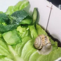 حلزون|خزنده|قم, پردیسان|دیوار