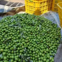 فروش زیتون سبز کنسر والیا درجه یک خرده و تناج|خوردنی و آشامیدنی|شیراز, کاراندیش|دیوار