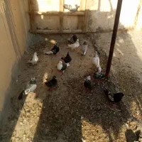 کفتر