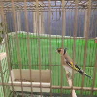 سهره سه ساله جفتی