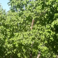 فروشی فوری و زیر قیمت باغچه به متراژ 1100متر|فروش زمین و ملک کلنگی|انزل, |دیوار