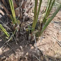 فروش پاجوش نخل زاهدی و کبکاب|خدمات باغبانی و درختکاری|قیروکارزین, |دیوار