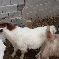 نر بز|حیوانات مزرعه|علی‌آباد کتول, |دیوار