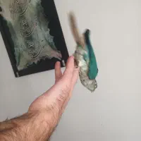 جوجه گرینچیک تراکوئیس