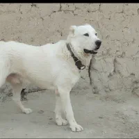 آگهی جفت گیری سگ الابای نر درشت هیکل|سگ|فردوسیه, |دیوار