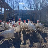 بوقلمون|حیوانات مزرعه|گمیشان, |دیوار