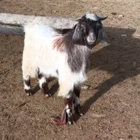 بره گوشتی و پرواری|حیوانات مزرعه|بجنورد, |دیوار