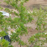 باغ ۵۰۰ متری|فروش خانه و ویلا|صوفیان, |دیوار