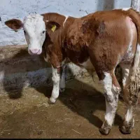 عرضه دام ویژه سیمینتال