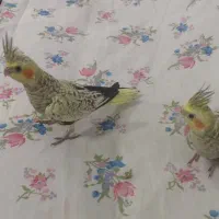 فروش عروس هلندی