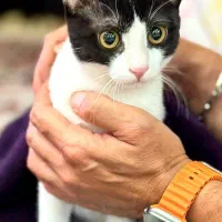 واگذاری گربه بومی