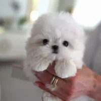 توله پاپپلون|سگ|کرمانشاه, |دیوار