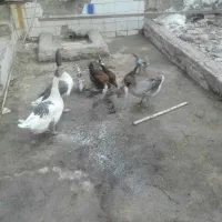 مرغ و غاز