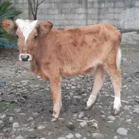 گوساله ماده  محلی  لیشه گاو