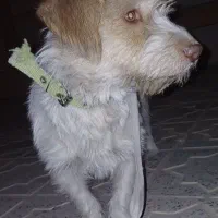 سگ پا کوتاه