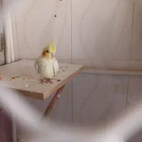 عروس هلندی|پرنده|سیرجان, |دیوار