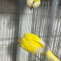 راهب مولد و جوجه راهب کاسکو لوری اکلکتوس ارا|پرنده|پاکدشت, پاکدشت (مامازند)|دیوار