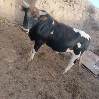 گوساله نرچاق