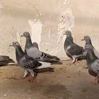 فروش ۱۳عدد پلاکی ماده مسافتی|پرنده|شیراز, کاراندیش|دیوار