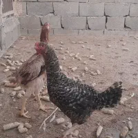 مرغ لاری
