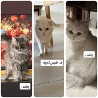 واگذاری گربه پرشین|گربه|شاهرود, |دیوار