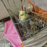 عروس هلندی