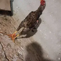 دو عدد خروس لاری شش ماهه