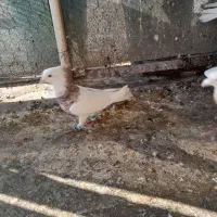 کبوتر|پرنده|شوشتر, |دیوار