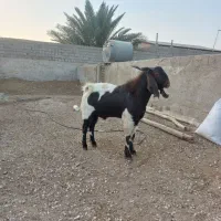گوسفند چپش