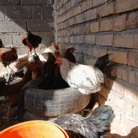 بوقلمون نر وخروس تعدادبالا فروشی|حیوانات مزرعه|کاشان, مشکات|دیوار