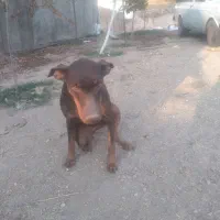 سگ ماده افغان و دوبرمن اصل