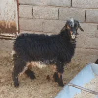 فروش۳راس بزغاله نرپروار|حیوانات مزرعه|دهلران, |دیوار