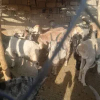 فروش ۱۲ راس میش چینی معاوضه با بز|حیوانات مزرعه|سیسخت, |دیوار