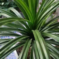 گل طبیعی پاندانوس|گل و گیاه طبیعی|دوگنبدان, |دیوار