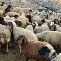 گله گوسفند بعلت تغییر شغل بفروش میرسه