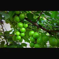 فروش باغ در اخر شبستر با تمامی وسایل داخل ویلا|فروش خانه و ویلا|تسوج, |دیوار