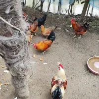 خروس واردک