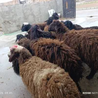 گوسفند جوان شیشک بره میش نروماده وبز