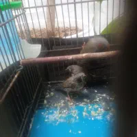 فنچ لپ سیاه